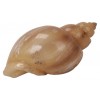Shells 